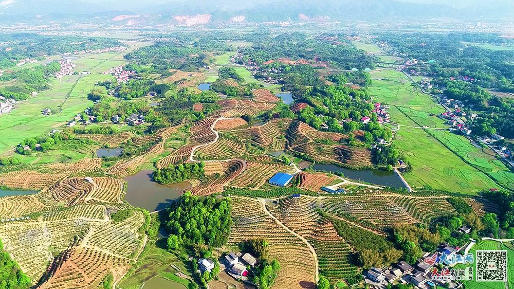 绍兴凤阳富锌硒茶(凤冈锌硒茶叶)-硒宝网