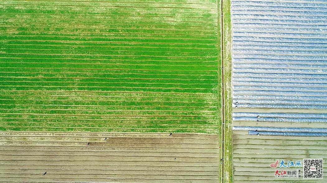 绍兴凤阳富锌硒茶(凤冈锌硒茶叶)-硒宝网