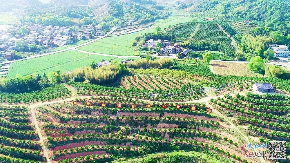 绍兴凤阳富锌硒茶(凤冈锌硒茶叶)-硒宝网