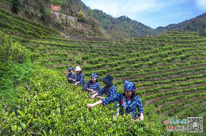 绍兴凤阳富锌硒茶(凤冈锌硒茶叶)-硒宝网