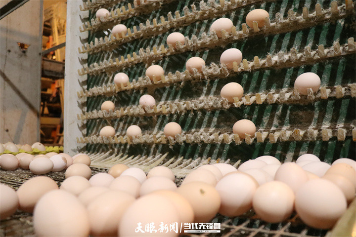 彭州凤阳富锌硒茶（富硒茶庄）-硒宝网