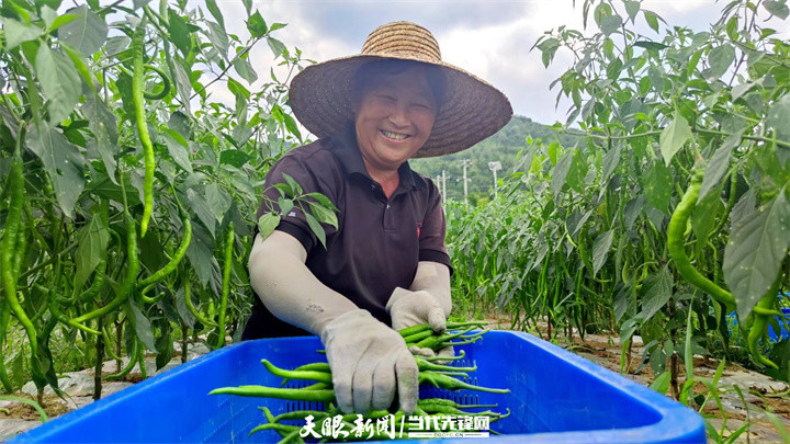 彭州凤阳富锌硒茶（富硒茶庄）-硒宝网