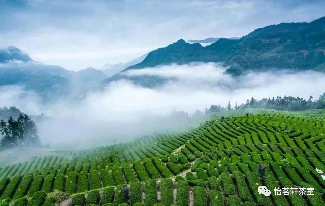 恩施富硒茶有点苦（恩施富硒新茶）-硒宝网