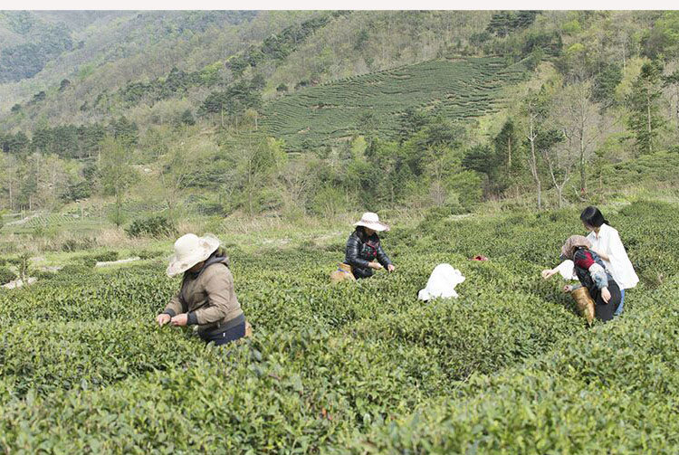 湖北富硒贡茶茗茶(湖北富硒茶是绿茶吗)-硒宝网