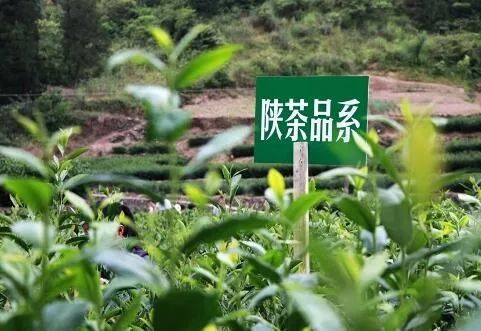 富硒茶推介词范文（推介茶会）-硒宝网