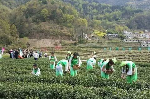 富硒茶推介词范文（推介茶会）-硒宝网