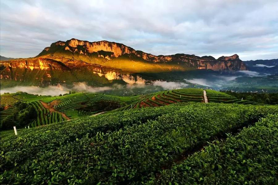 苏州好喝的富硒茶(苏州地区缺硒吗)-硒宝网
