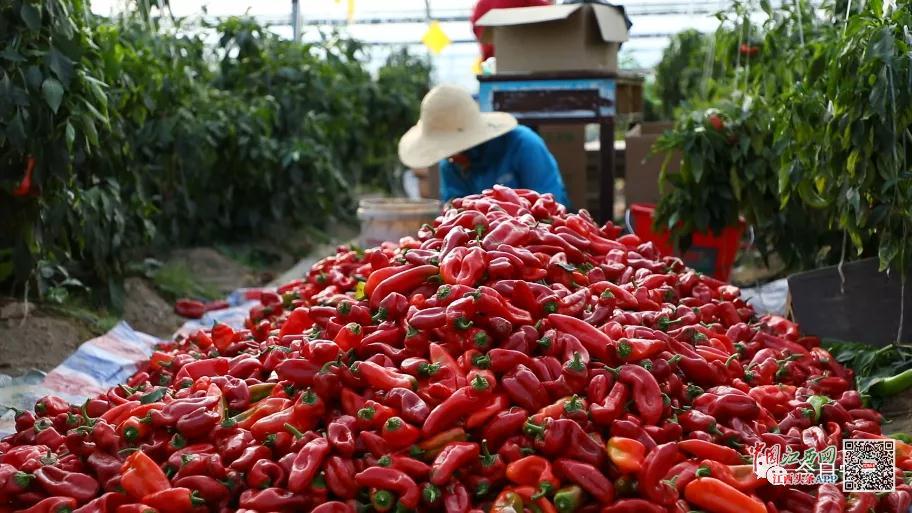 福建富硒藤茶加工(富硒藤茶多少钱一斤)-硒宝网