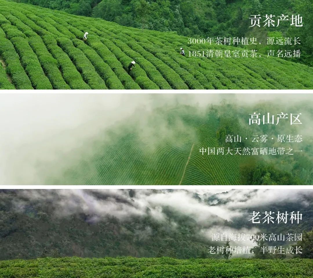 紫阳富硒茶的外形（紫阳富硒茶品牌大全）-硒宝网