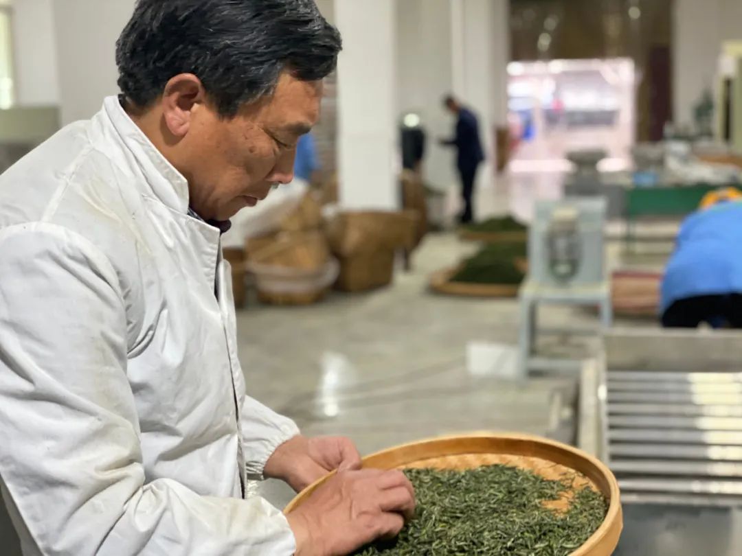 紫阳富硒茶的外形（紫阳富硒茶品牌大全）-硒宝网