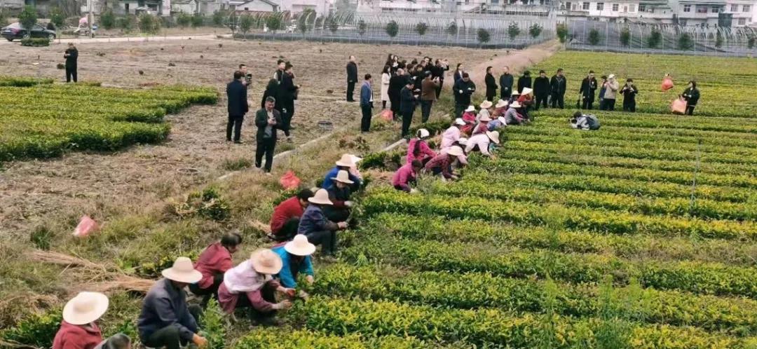 安康富硒茶的口感(安康富硒茶多少钱一斤汗水晨雾)-硒宝网