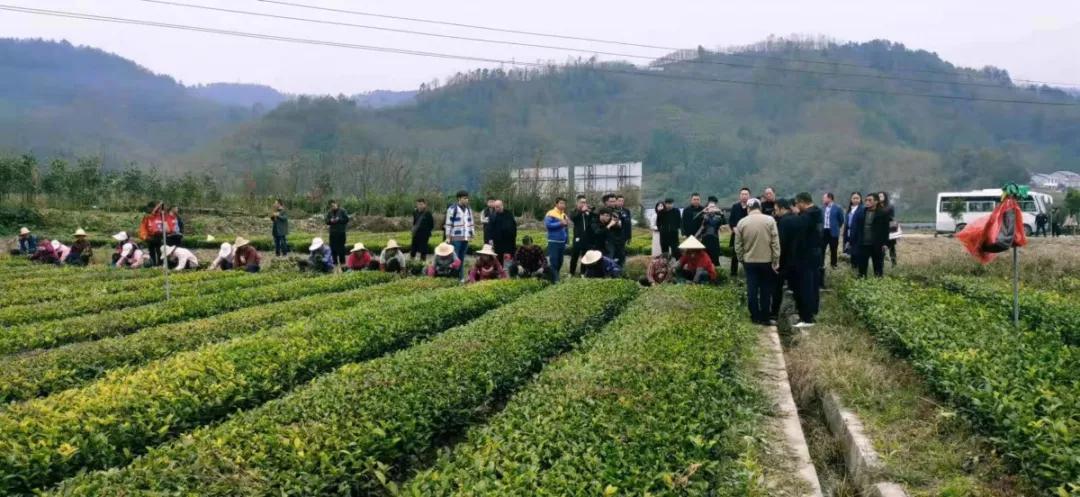 安康富硒茶的口感(安康富硒茶多少钱一斤汗水晨雾)-硒宝网