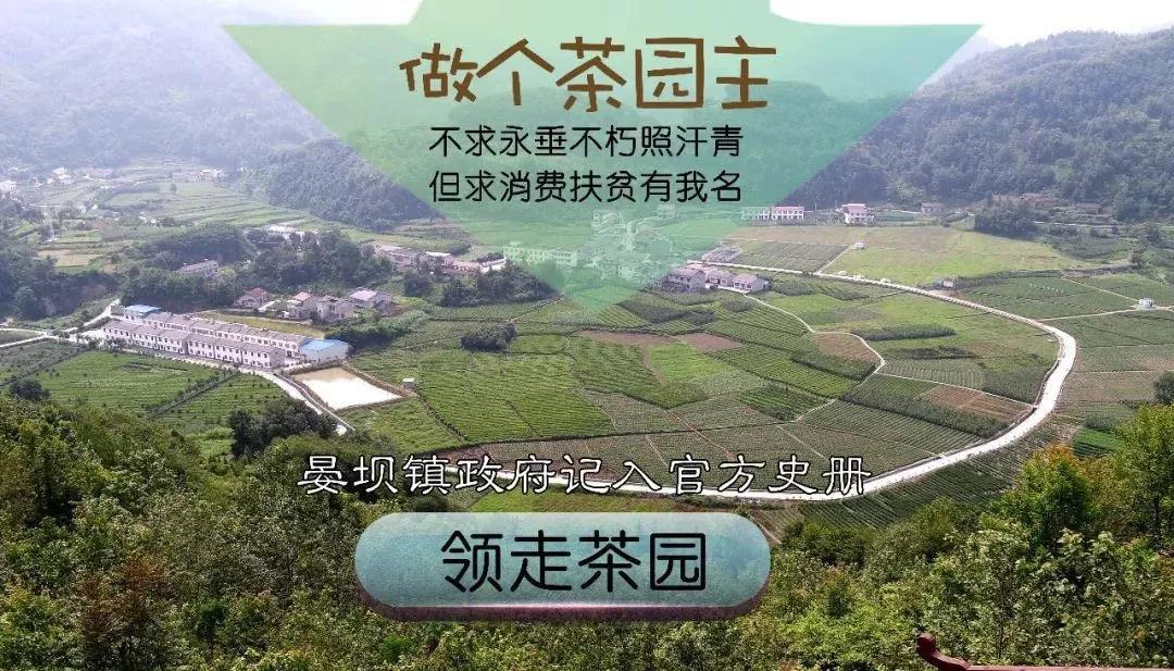 安康富硒茶的口感(安康富硒茶多少钱一斤汗水晨雾)-硒宝网