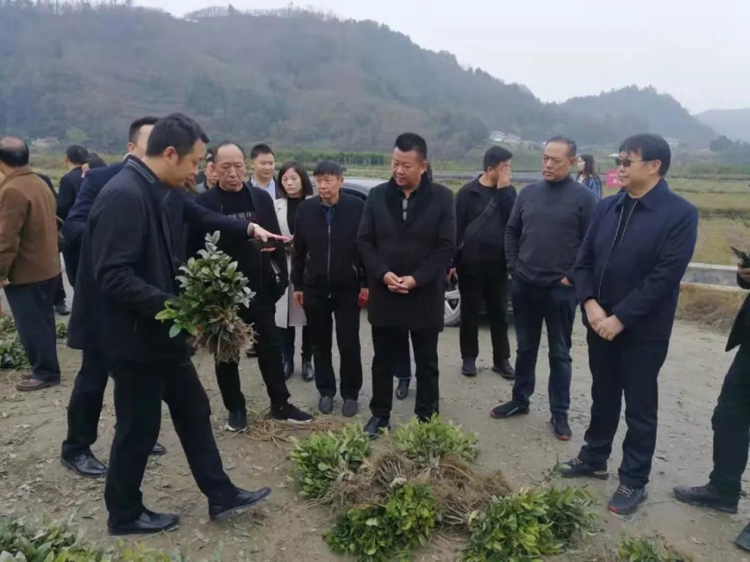 安康富硒茶的口感(安康富硒茶多少钱一斤汗水晨雾)-硒宝网