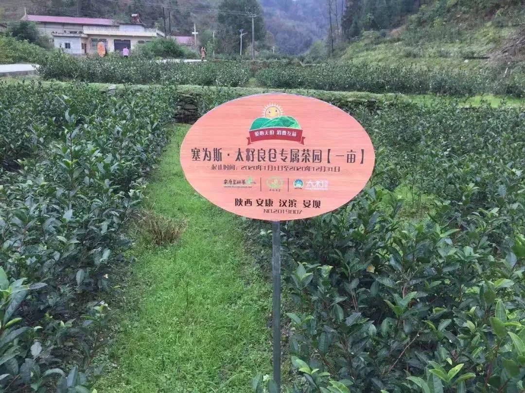 安康富硒茶的口感(安康富硒茶多少钱一斤汗水晨雾)-硒宝网