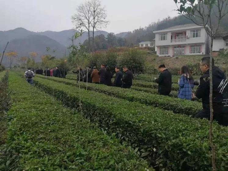 安康富硒茶的口感(安康富硒茶多少钱一斤汗水晨雾)-硒宝网