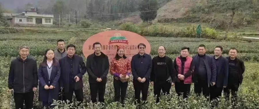 安康富硒茶的口感(安康富硒茶多少钱一斤汗水晨雾)-硒宝网