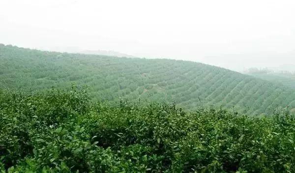 富硒清明茶微信号（富硒清明茶价格）-硒宝网