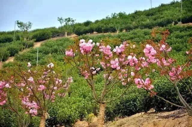 富硒清明茶微信号（富硒清明茶价格）-硒宝网