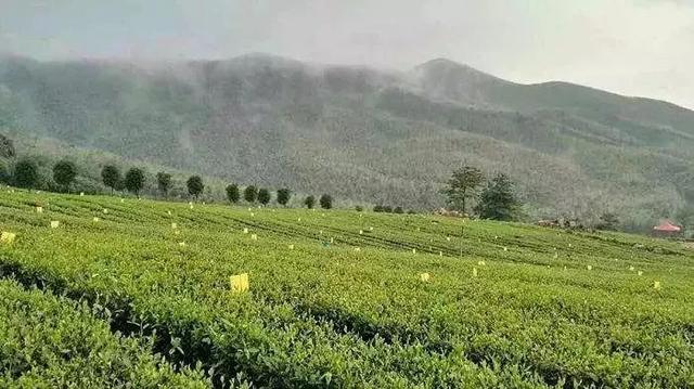 富硒清明茶微信号（富硒清明茶价格）-硒宝网