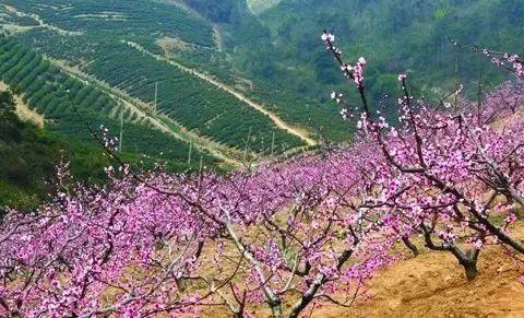 富硒清明茶微信号（富硒清明茶价格）-硒宝网