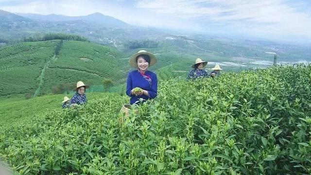富硒清明茶微信号（富硒清明茶价格）-硒宝网