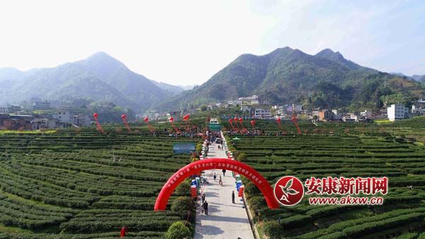 紫阳富硒茶上央视(紫阳富硒茶厂)-硒宝网