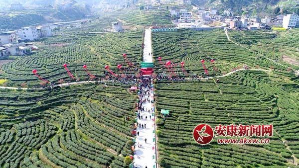 紫阳富硒茶上央视(紫阳富硒茶厂)-硒宝网