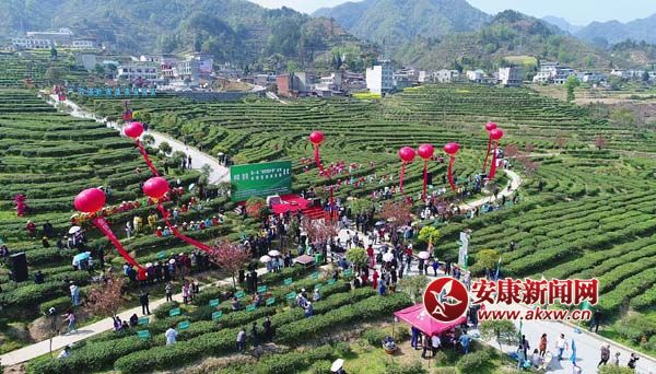 紫阳富硒茶上央视(紫阳富硒茶厂)-硒宝网