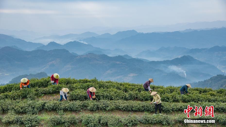 富硒清明茶微信号（清明茶的价格）-硒宝网