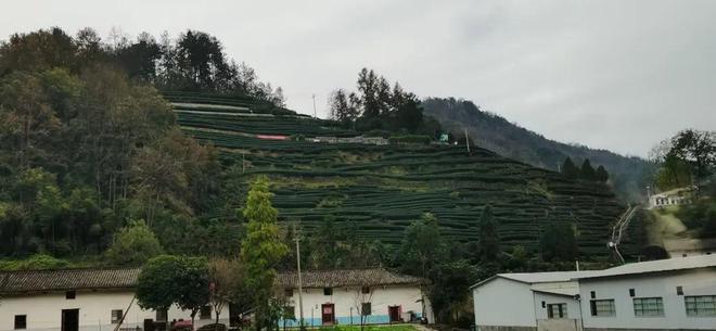 富硒茶有什么标志（富硒茶叶标准）-硒宝网