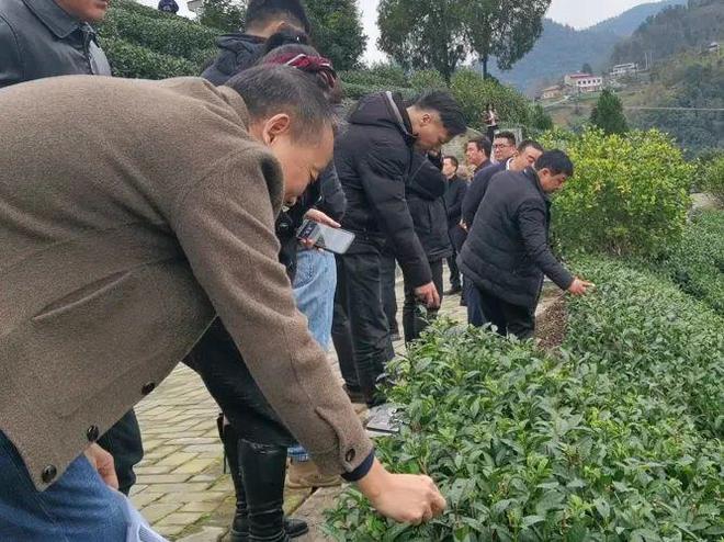 富硒茶有什么标志（富硒茶叶标准）-硒宝网