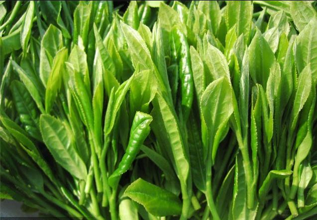 彭州凤阳富锌硒茶（富硒茶园）-硒宝网