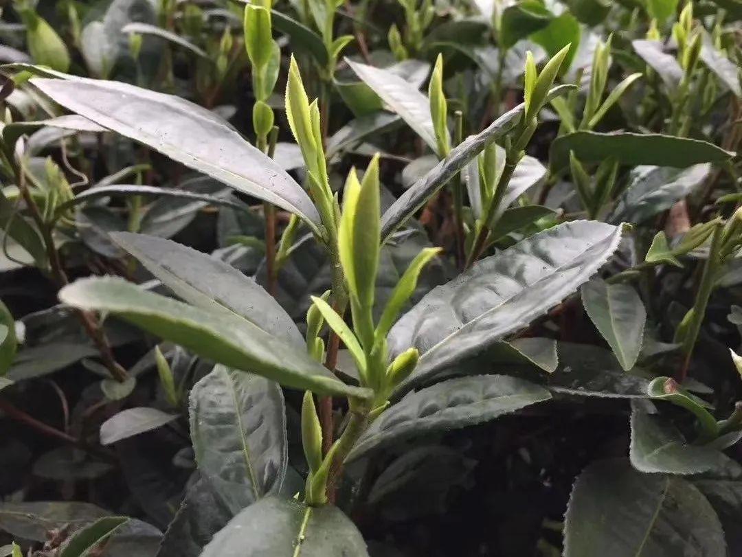 彭州凤阳富锌硒茶（富硒茶园）-硒宝网