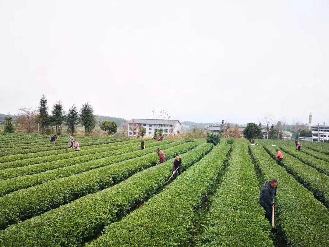 彭州凤阳富锌硒茶（富硒茶园）-硒宝网