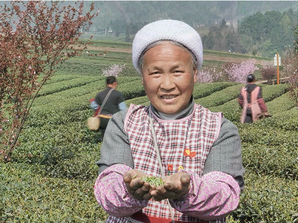 彭州凤阳富锌硒茶（富硒茶园）-硒宝网