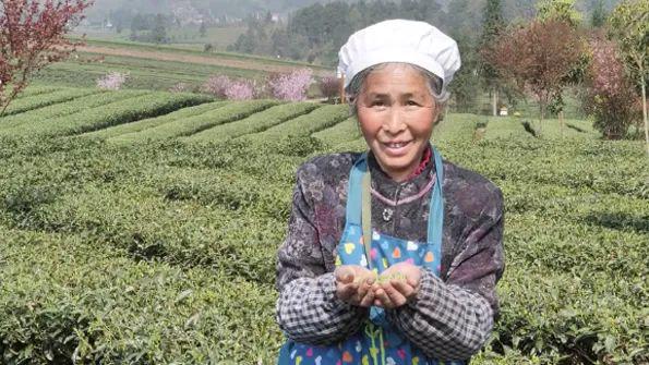 彭州凤阳富锌硒茶（富硒茶园）-硒宝网