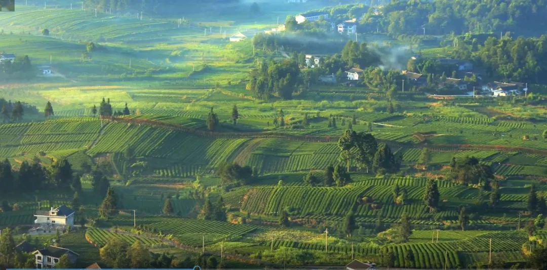 彭州凤阳富锌硒茶（富硒茶园）-硒宝网