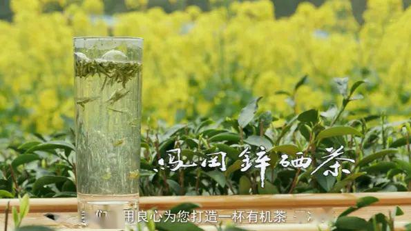 彭州凤阳富锌硒茶（富硒茶园）-硒宝网