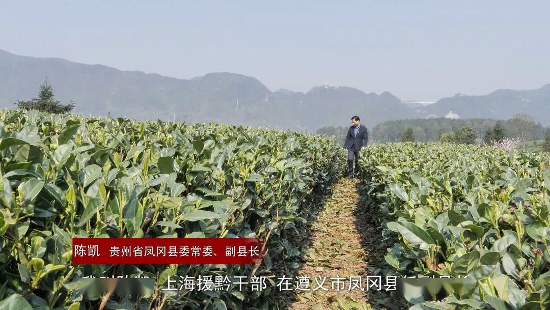 彭州凤阳富锌硒茶（富硒茶园）-硒宝网