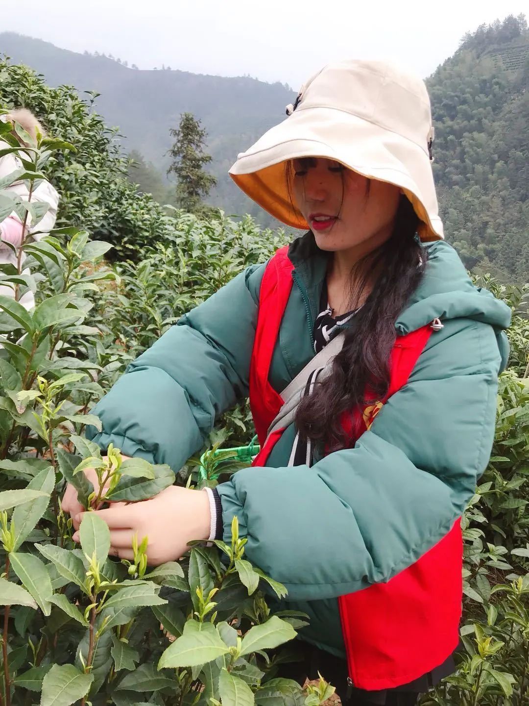 凤冈富硒茶的价格（凤冈富锌富硒茶价格表）-硒宝网