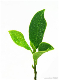 富硒茶粉功效作用(抺茶粉的攻效)-硒宝网