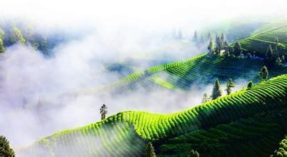 恩施富硒是什么茶(恩施富硒茶是什么意思)-硒宝网
