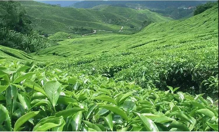 肝癌喝富硒茶好吗(喝茶肝癌富硒好吗能吃吗)-硒宝网