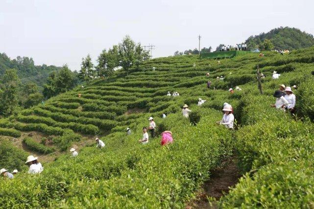 普洱富硒茶体验馆（普洱富硒茶的价格）-硒宝网
