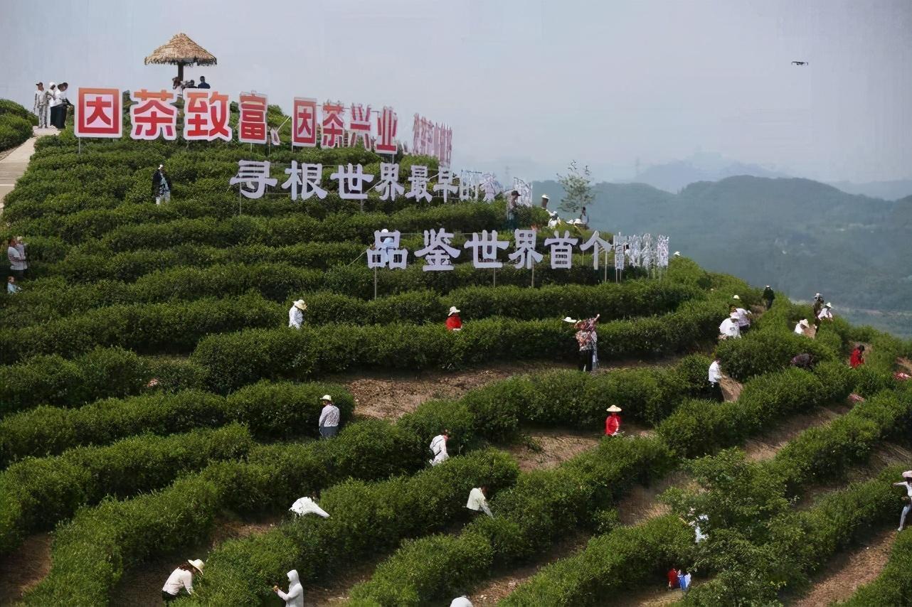 普洱富硒茶体验馆（普洱富硒茶的价格）-硒宝网