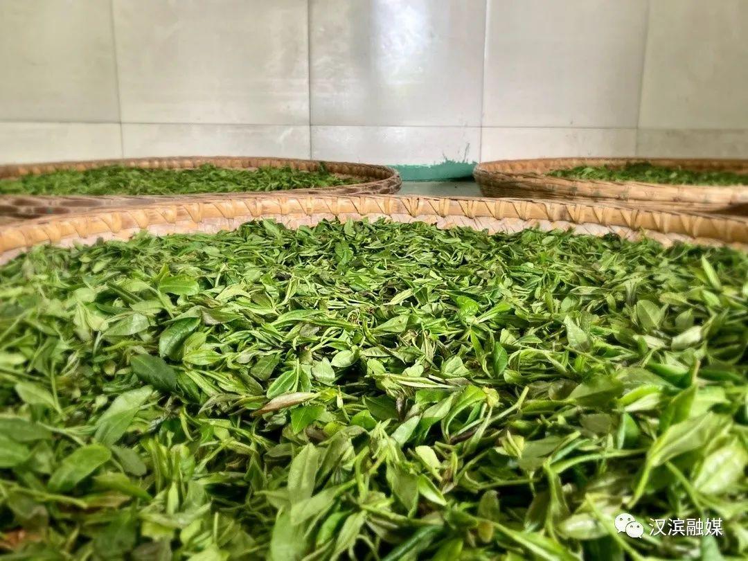 普洱富硒茶体验馆（富硒普洱茶好处）-硒宝网