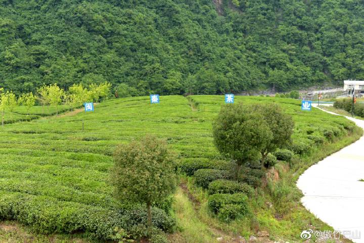 南宫山富硒茶春晓（南宫山茶叶价格）-硒宝网