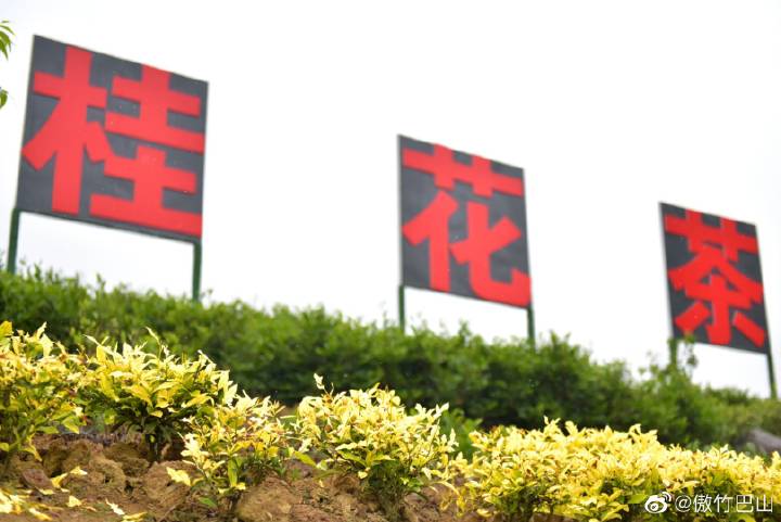 南宫山富硒茶春晓（南宫山茶叶价格）-硒宝网