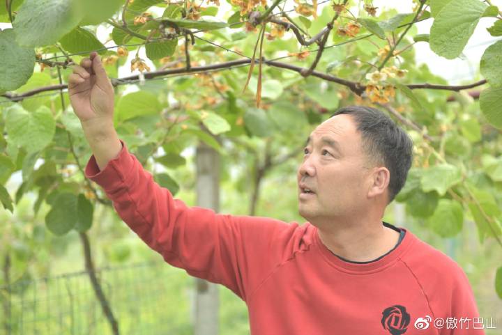 南宫山富硒茶春晓（南宫山茶叶价格）-硒宝网